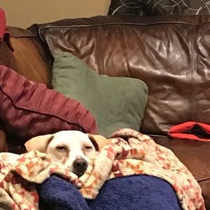 Meet your Posher, Peter